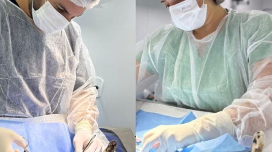 Inscrições para a campanha começam em 15 de setembro; saiba como participar e ajudar na causa animal no RN. - Divulgação