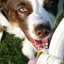 Conheça as frutas que podem causar intoxicações e complicações graves em cães. - Divulgação