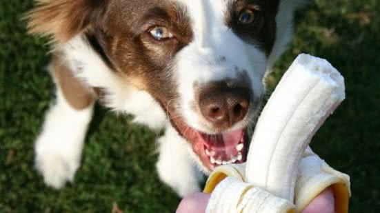Conheça as frutas que podem causar intoxicações e complicações graves em cães. - Divulgação