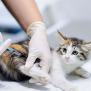 A raiva é transmitida principalmente por meio da saliva de animais infectados, sobretudo em casos de mordidas - Reprodução/Internet