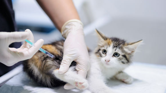 A raiva é transmitida principalmente por meio da saliva de animais infectados, sobretudo em casos de mordidas - Reprodução/Internet