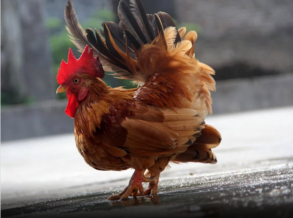 Galinha miniatura que cabe na mão movimenta o mercado de luxo no Brasil - Reprodução