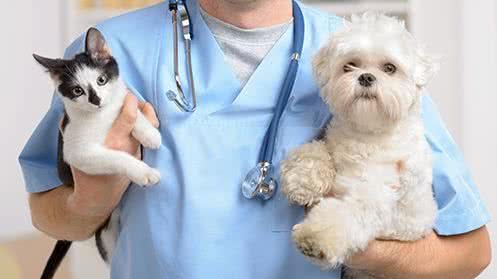 A iniciativa tem como objetivo proteger os animais contra a raiva, doença grave e quase sempre letal - Reprodução/Internet