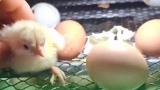 Especialistas explicam que a má formação embrionária pode resultar em membros extras, uma condição rara em aves, mas já documentada. - Divulgação