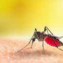 Brasil gasta R$ 1,2 bilhão com casos de dengue e chikungunya entre 2015 e 2024