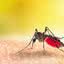 Brasil gasta R$ 1,2 bilhão com casos de dengue e chikungunya entre 2015 e 2024