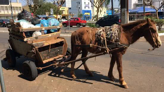 Câmara aprova projeto que criminaliza uso de animais em transporte de cargas - Reprodução