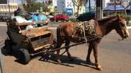 Câmara aprova projeto que criminaliza uso de animais em transporte de cargas - Reprodução