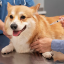 Podem receber a dose cães e gatos a partir de três meses de idade que ainda não tenham sido vacinados neste ano - Reprodução/Freepik