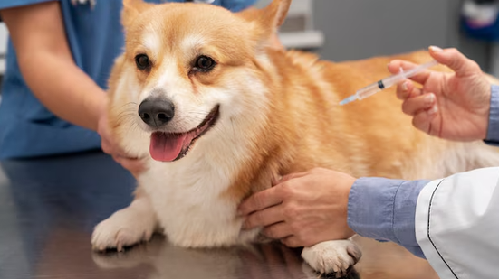 Podem receber a dose cães e gatos a partir de três meses de idade que ainda não tenham sido vacinados neste ano - Reprodução/Freepik