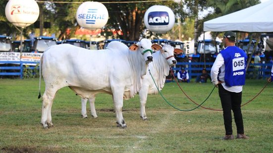 A edição deste ano será realizada até o dia 18 de outubro com uma agenda intensa - Divulgação/Festa do Boi