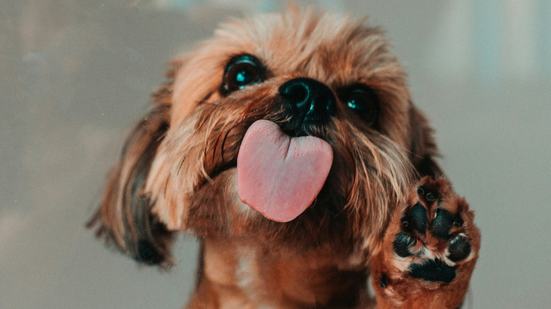 Foto/Reprodução - Unsplash