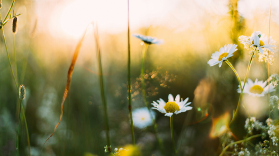 Reprodução/ Unsplash