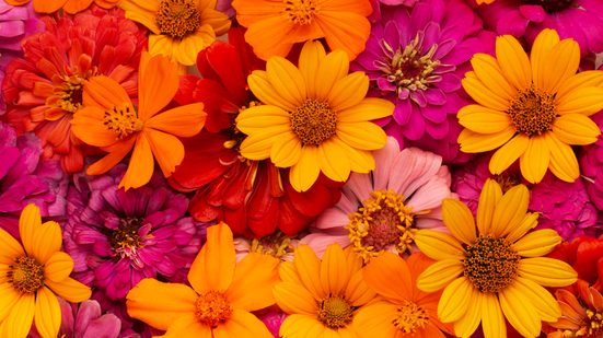 Imagem: freepik