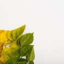 Reprodução/Freepik