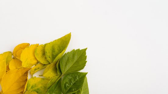 Reprodução/Freepik