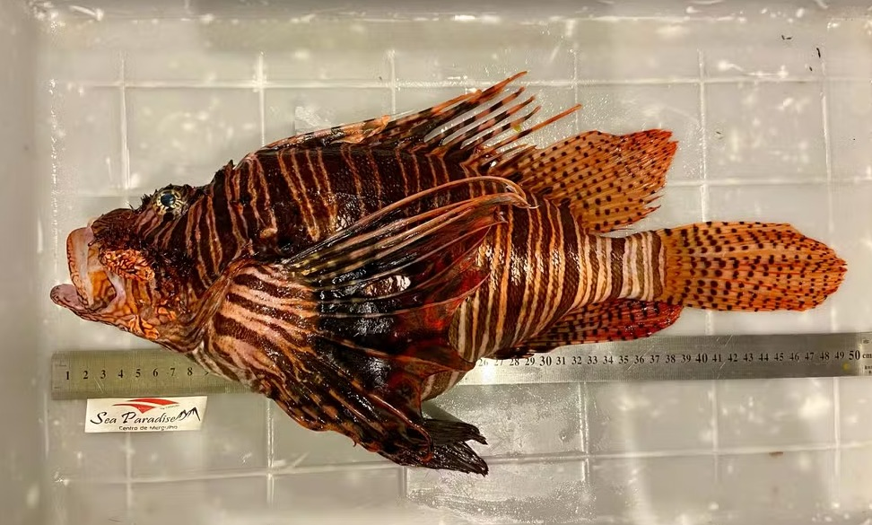 Peixe-leão possui vários espinhos venenosos no corpo - Sea Paradise/Divulgação