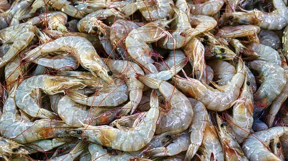 RN é um dos maiores produtores de camarão de cativeiro do país