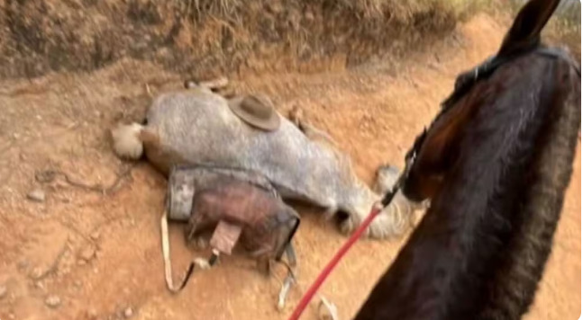 Imagem do animal já morto e com as patas mutiladas em ato de pura crueldade.