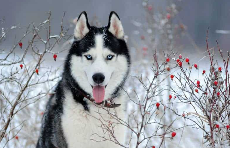 Husky Siberiano. Foto: Reprodução