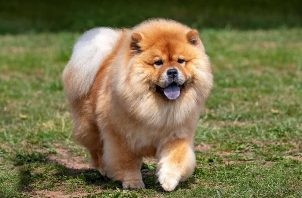Chow Chow. Foto: Reprodução