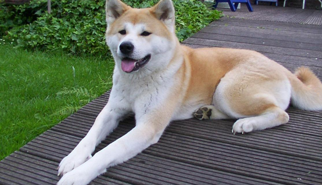 Akita. Foto: Reprodução