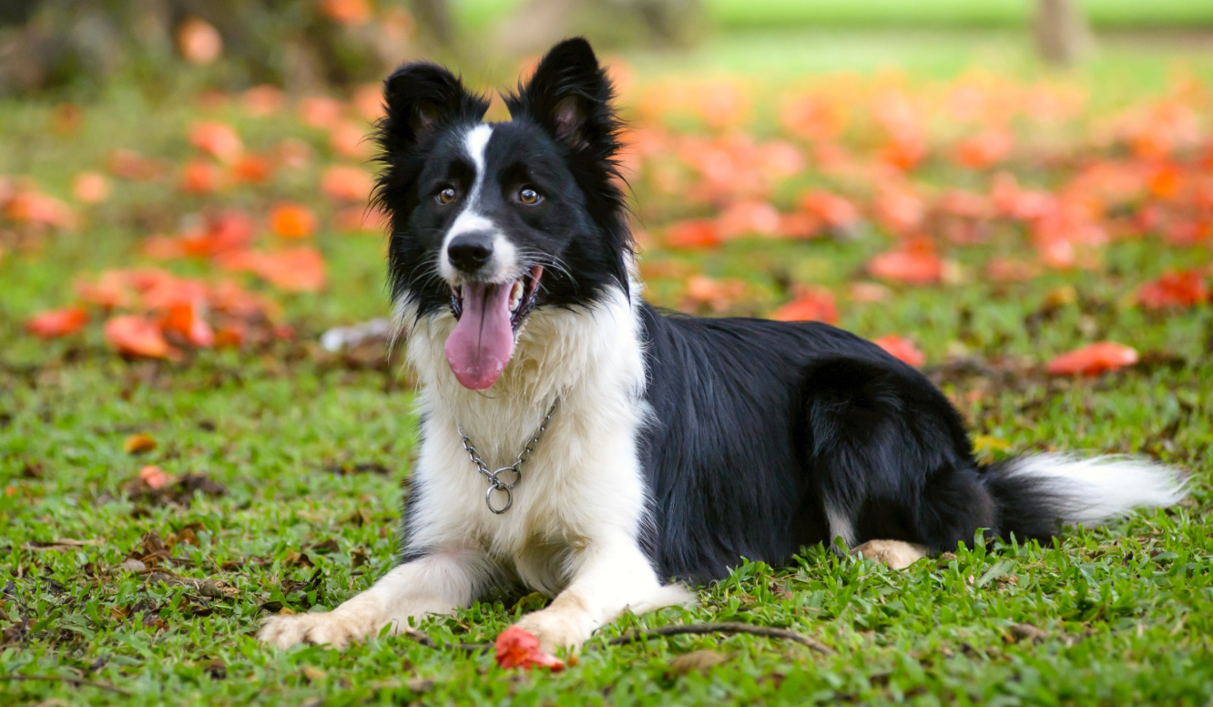 Border Collie. Foto: Reprodução 