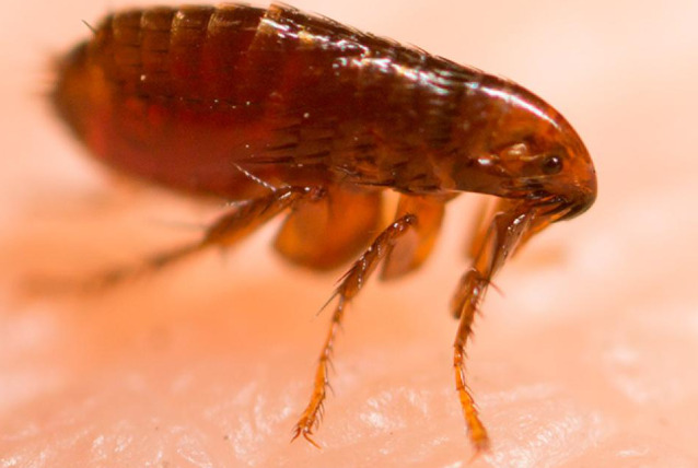 O homem foi picado por uma pulga contaminada enquanto acampava.