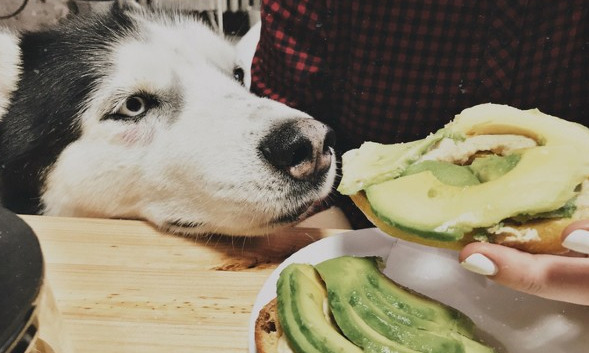 Cachorrinho experimentando abacate, uma das frutas proibidas pelos especialistas.