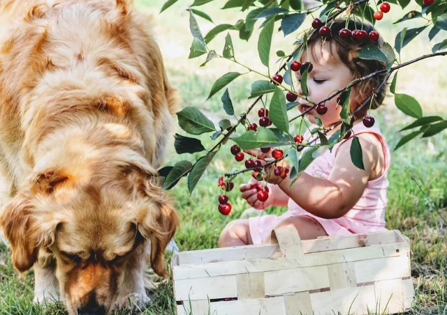 Cereja, uma das frutas que não fazem bem para a saúde do seu cãozinho.
