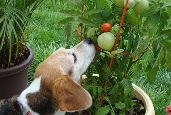 Tomate verde que pode substância tóxica que pode causar distúrbios gastrointestinais.