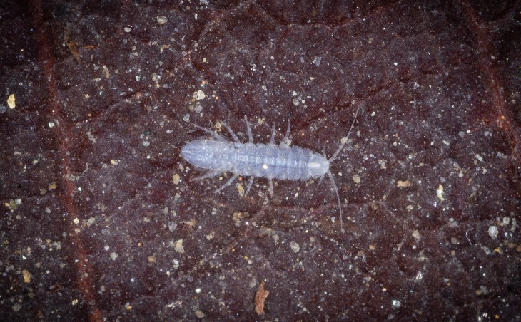  Foto: Diego Bento (ICMBio/Cecav)