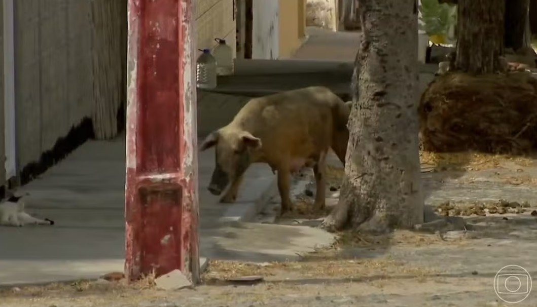  Foto: TV Globo/Reprodução.